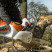 Аккумуляторная пила STIHL MSA 220 C-BQ 14" (35см) 3/8"P 1.3 50 зв. без аккумулятора