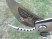Садовые ножницы Stihl Bypass Extrem