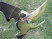 Садовые ножницы Stihl Bypass Extrem